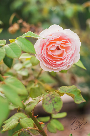 G+R-243