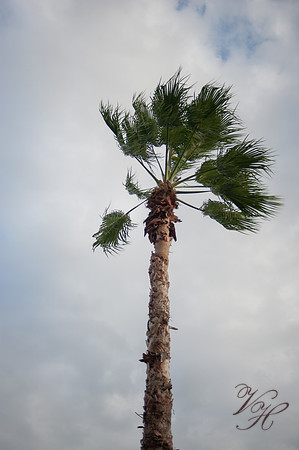 JacksonvilleMaternityPhotos-18