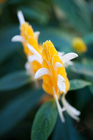 JekyllIslandPhotography-47