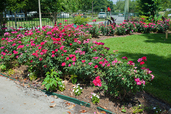 Roses-1
