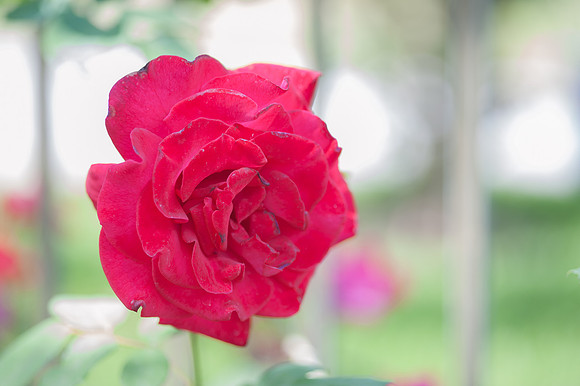 Roses-5