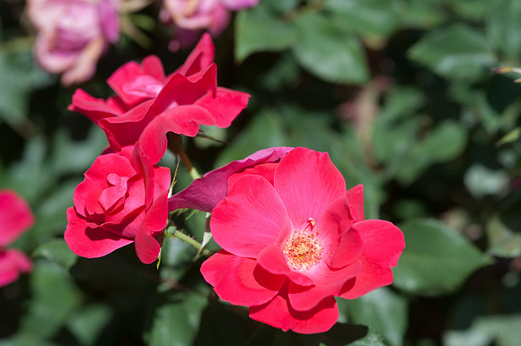 Roses-6