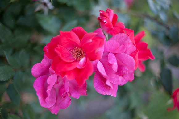 Roses-9