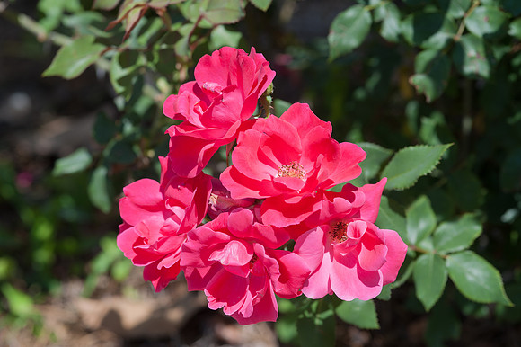 Roses-2