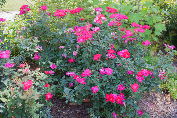 Roses-8