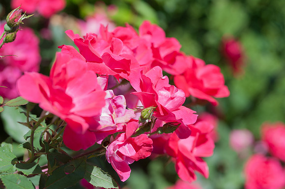Roses-7