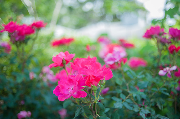Roses-10