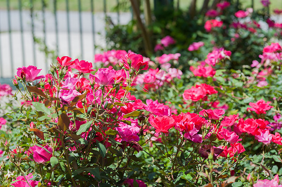 Roses-3