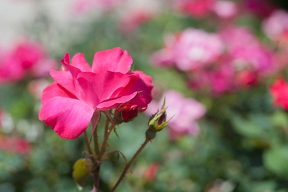 Roses-4