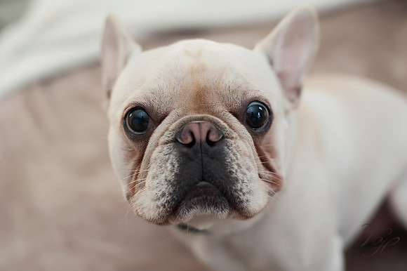 Carter-128
