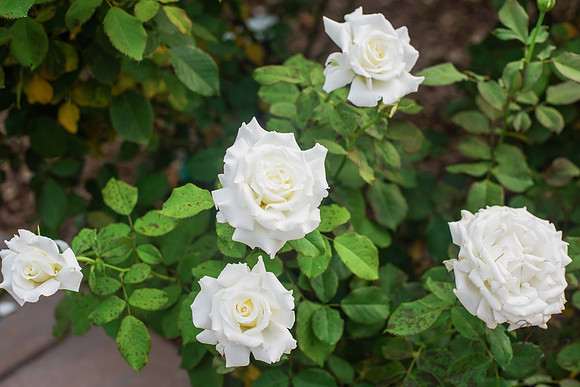 G+R-224