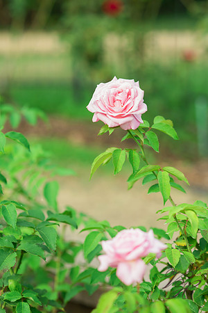 G+R-261