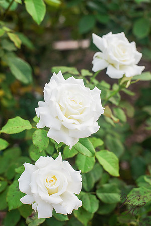 G+R-226