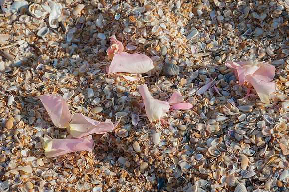 Jacksonville Wedding Photography-229